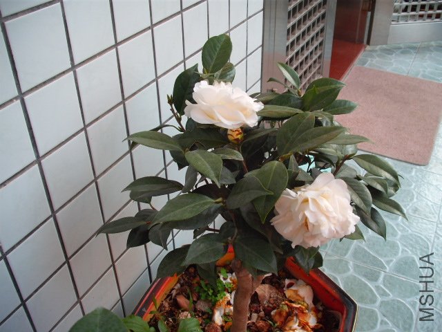 �ٿ�����