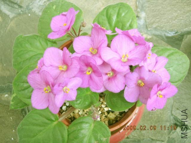 �{����Сafrican violet.JPG