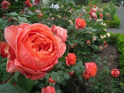 Summer Song224.jpg