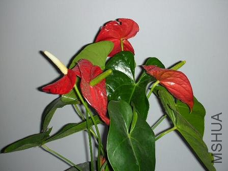 ����,����4��