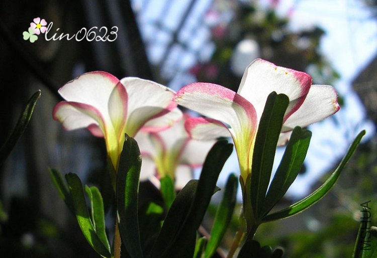 Oxalis versicolor.JPG