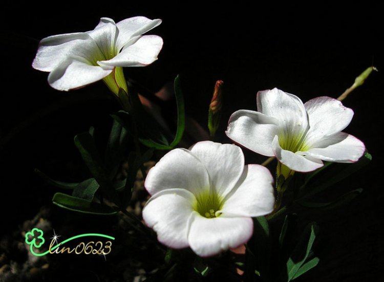 Oxalis versicolor.JPG