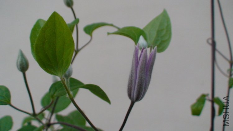 �ۿ��Ϳ�Ҫ��������