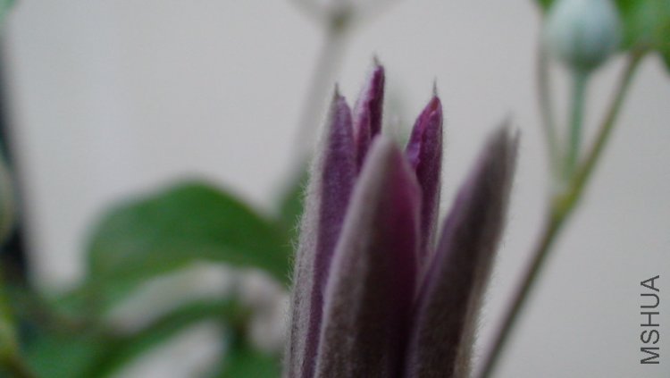 ������д��������״�Ļ���