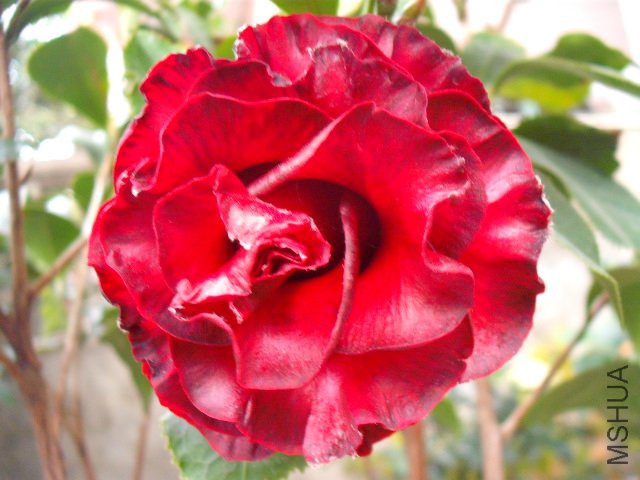 ����ʮ�����������ڼ��������ˣ��Ǻ�