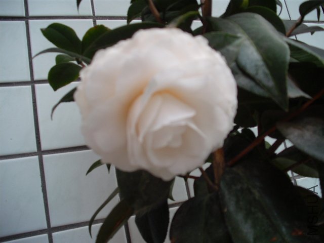 �ֿ�һ��Ƥ˹��������ʵҲ������������������