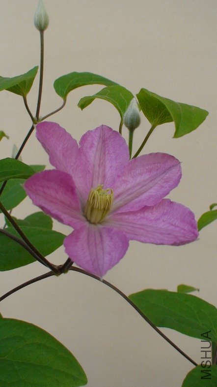 �ٻ����Ƕȿ�����