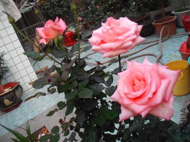 �ҵ�õ�壬������ζ