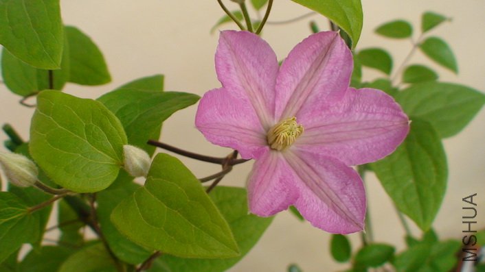 ����һ�š�