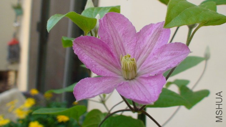 ��������������ʸС�