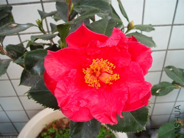 ���껹û������Ҷ�滨��ͼƬ���⻨�����ٵ㣬���ܺÿ�������13�������ϣ�����Ҳ�����۵�