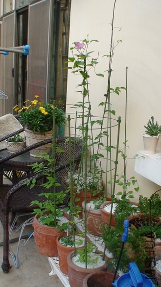 ������ȫ�������.��ʵ���һ�仨����ͦС��,Լ5CM������,���ܹ��������ٿ���һЩ��