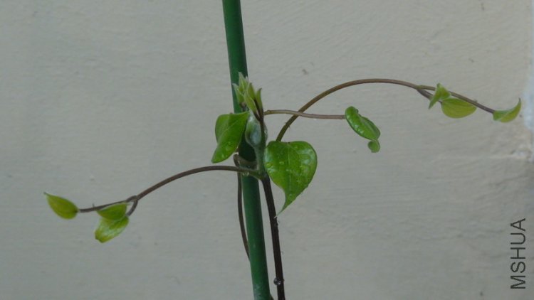 ������ʱ����д.(2-6��)