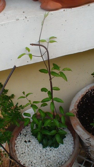 2-9��, ��ʮ����ʱ������,39CM��.Ҳ������.����������.