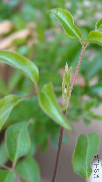 ���ǰ�����֦�Ļ���,�ߵ���֦�Ļ��������Ҳ������Щ,��ϧû����.