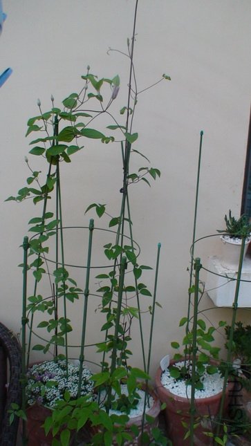 ����ʮ����ĺ���, 104CM��, 6���ֳ���26CM, �����Ӷ���������,ֻ���������˶�.������C3���˶��٣�(2-9��)