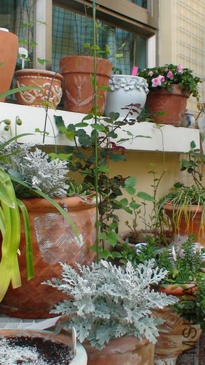 2-9��, ������ʮ����ʱ�Ľܿ�, ��69CM, 6�쳤��13CM, ��Ѿ����Ҷ�ն����ų�����!