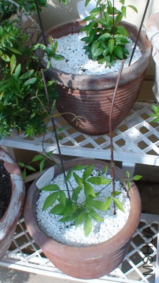 2-3��, ����ʮ����, ��30CM.