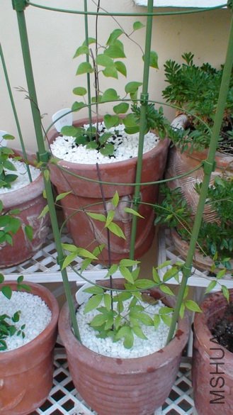 2-9��, ����ʮ����, ��44CM, �Ѿ�����.