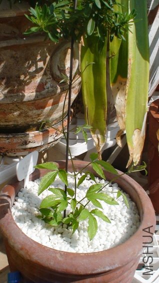 1-31��, ����ʮ����, ��23CM.