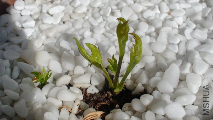 1-18��, ����ʮһ��,1�����ϳ���2֦, Լ3-4CM��. �����ֱ����Ӳ�������Сѿ��ʣ�µĴ�ѿ, �ֻ�����֦.