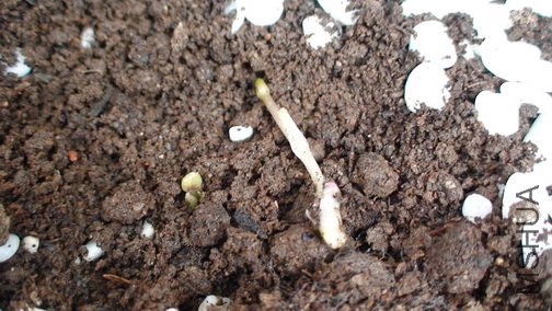 �������ڳ��Ĵ��ѿ,�������۰�!����26��ų���ѿ��!��ѿ�Ա߾�����ð��Сѿ.