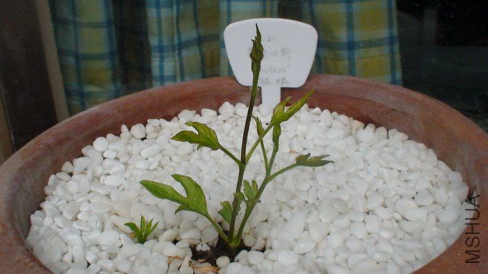 1-20��, �����,�ֳ�����һЩ.    �����Աߵ�С��ѿ, ��ʵ����ǰ���Ǹ��ζϵĴ��ѿ, ���������������,Ҳ�� ...