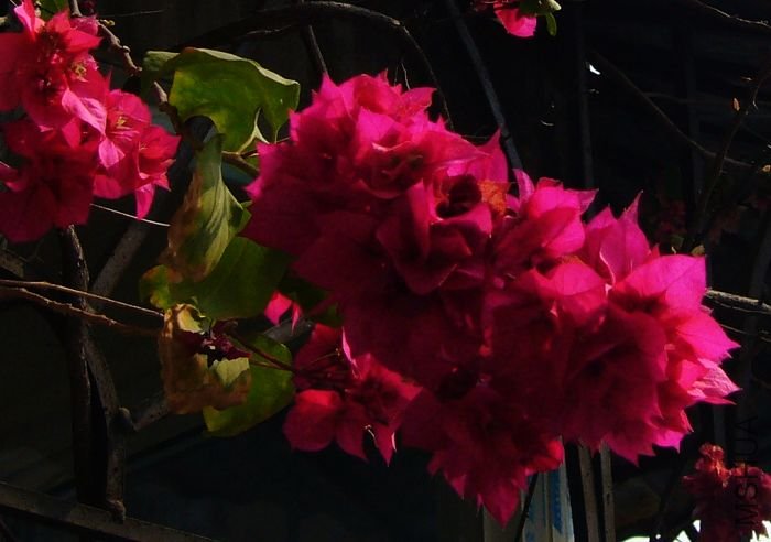 Խ��ԽŨ�޵�����÷