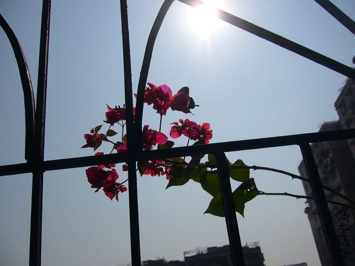 ���ε�����÷