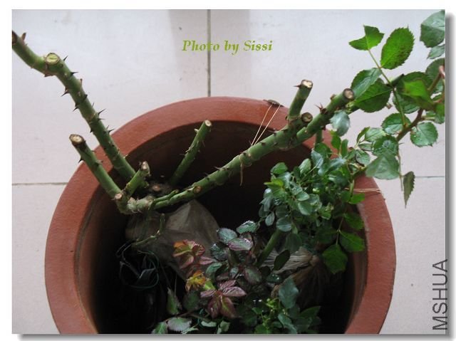 �ƽ��˹������˫ϲ��΢����~