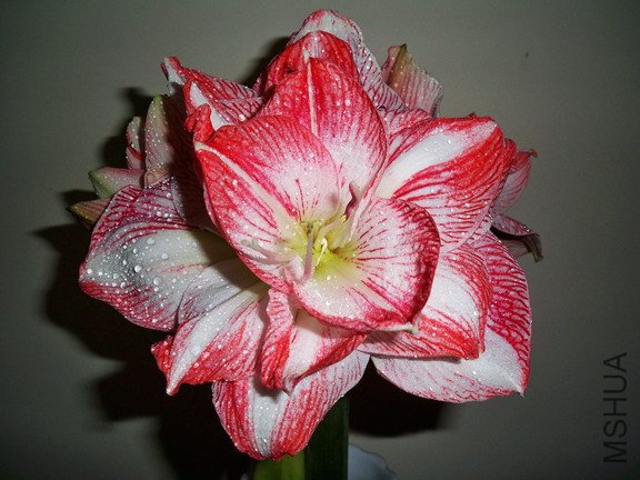 ��Ƭ 2628(576).jpg