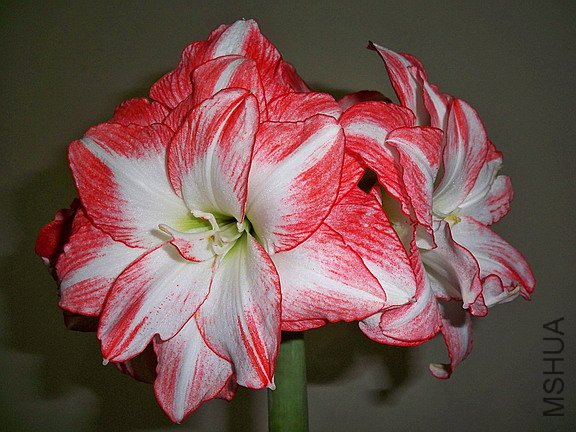 ��Ƭ 2625(576).jpg