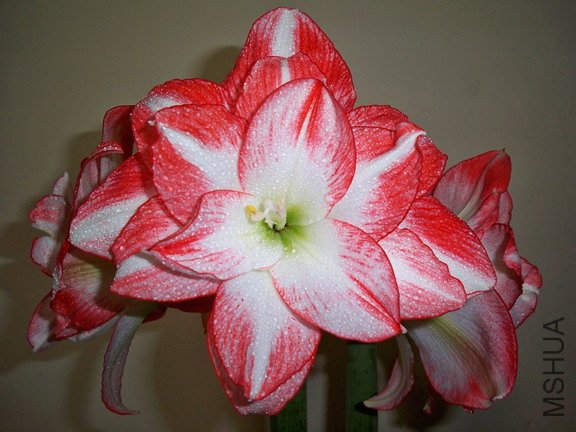 ��Ƭ 2617(576).jpg