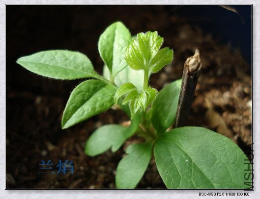 �ص�������Ҷ�ӽ��������������ڳ�����һ���º�չ¶���µ�ϣ���ˣ�������Ƽ������