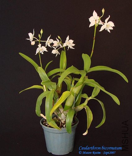 Caularthron bicornutum.jpg