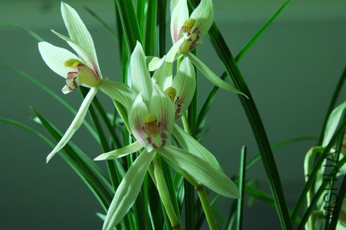 DSC_0043.jpg