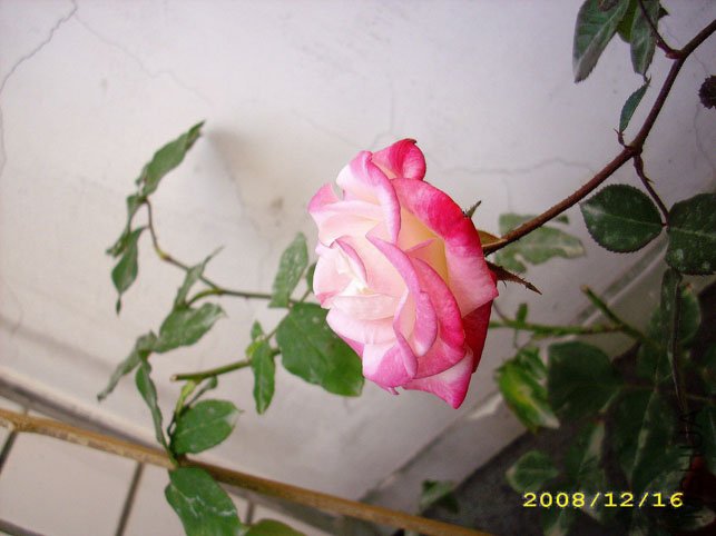 DSCI0081����.jpg