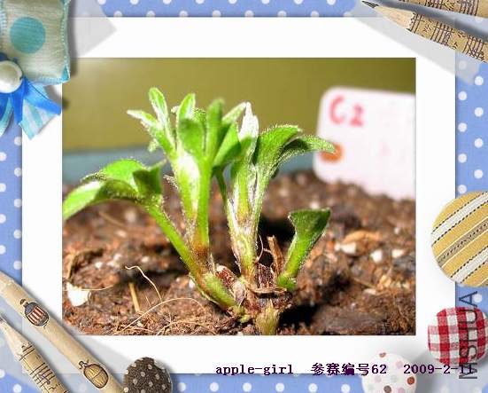 ��Ƭ20090211 007.jpg