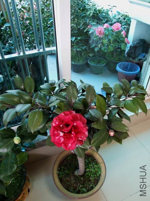 DSCF2455.jpg
