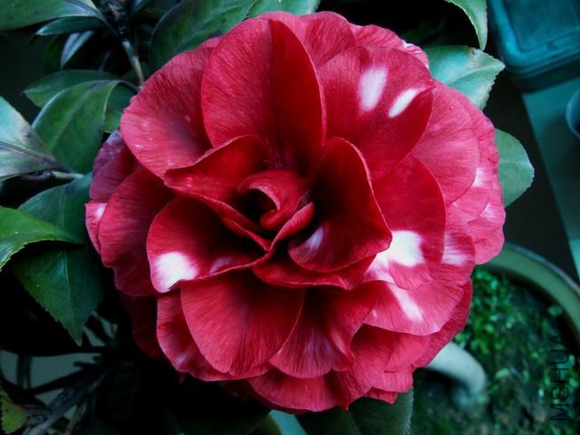 DSCF2558.jpg