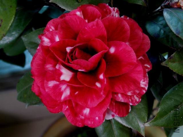 DSCF2448.jpg
