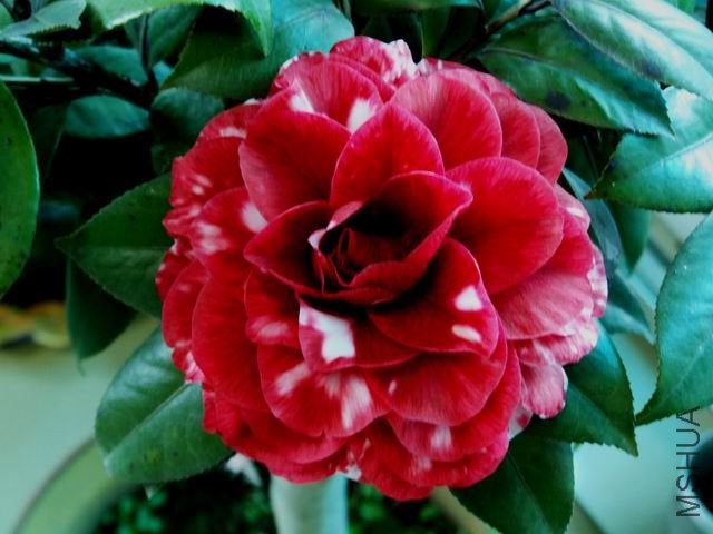 DSCF2471.jpg