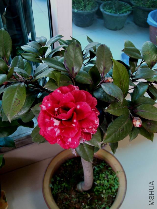 DSCF2456.jpg