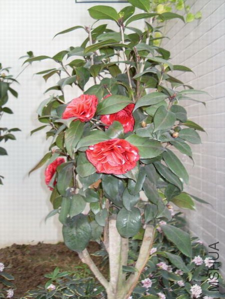 ��ɫ������õ��