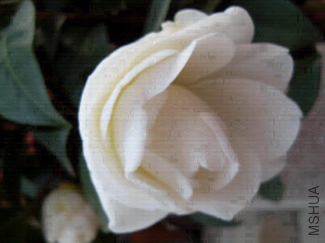 ��û��͸��ѩ��