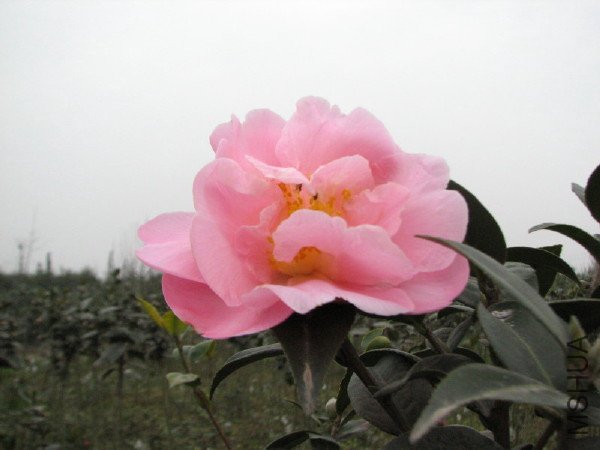 IMG_7263_1.JPG
