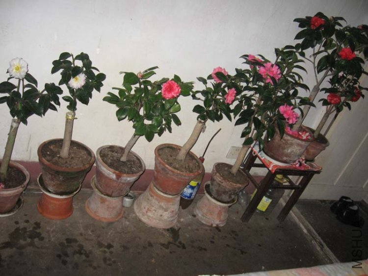 ���ֳ�Ավ��.jpg