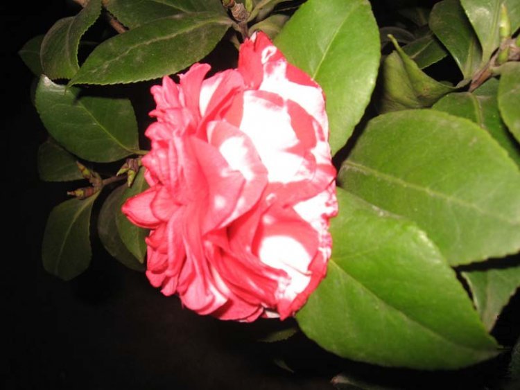 ��Ƭ 033.jpg