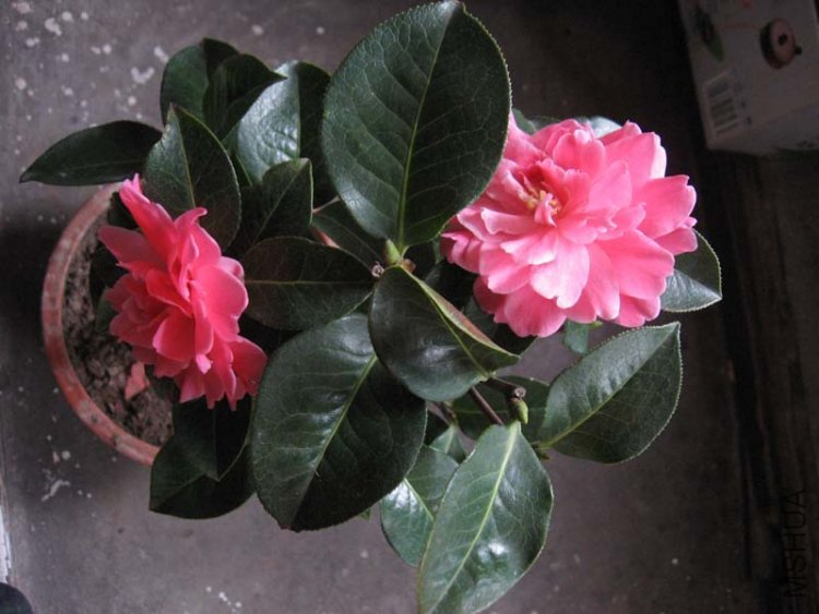 ��Ƭ 047.jpg
