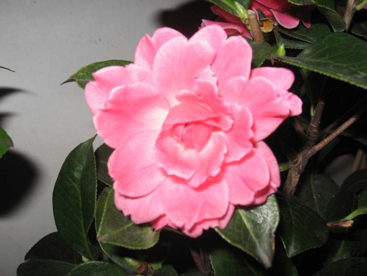 ��Ƭ 029.jpg